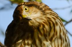 Wildlife of American River Parkway