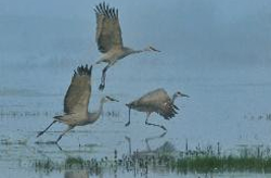 Sandhill Cranes Fall & Winter '08/'09