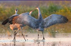 Sandhill Cranes Fall & Winter '09/'10