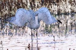 Sandhill Cranes Fall & Winter '10/'11