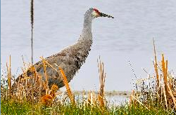 Modoc National Wildlife Refuge
