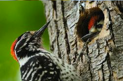 Nutall's Woodpecker at Home
