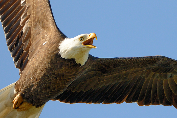 Natural Media Eagle
